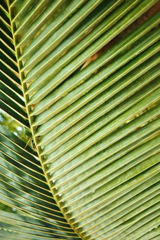 Close-up textured photo of the green palm leaf in the wild tropical forest