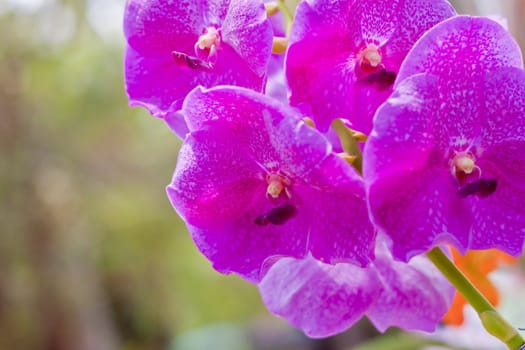 Beautiful orchid