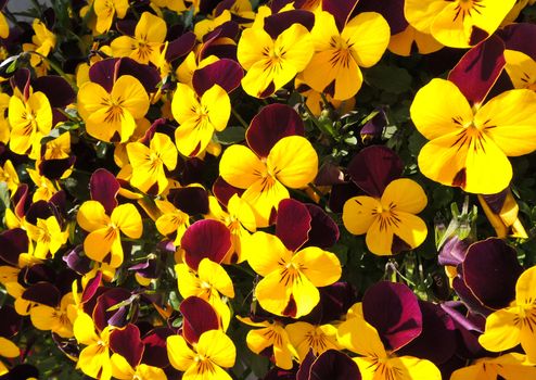 Colorful viola flowers in garden