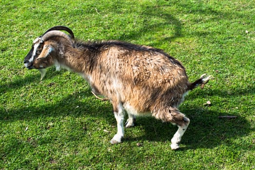 Long-haired goat urinating on pasture