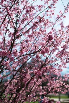 pink blossom sukura flowers on a bright spring day