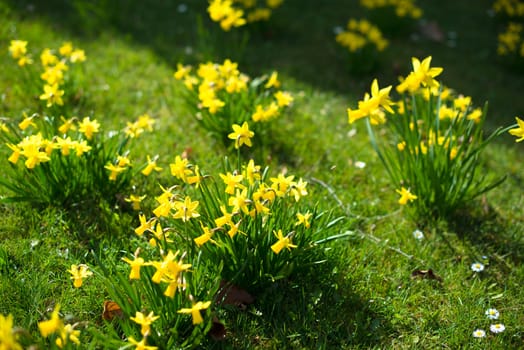 Spring flowers: Yellow daffodils and daisies