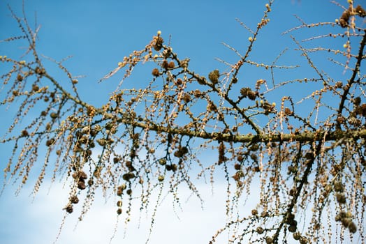 old dry branches with cones against bright blue sky at springtime