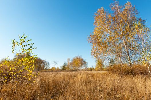 Autumn landscape with birch trees, blue sky and withered grass