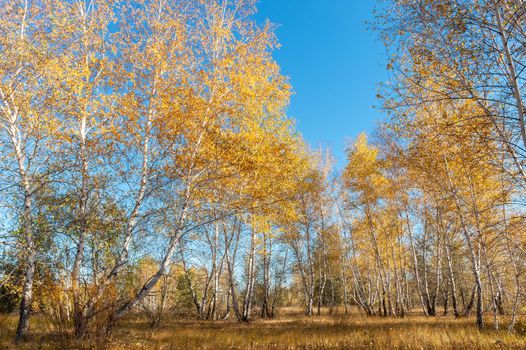 Autumn landscape with birch trees, blue sky and withered grass