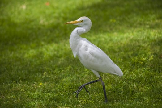 Observed the bird on a lawn in Sharm el Sheik, Egypt. April 2013.