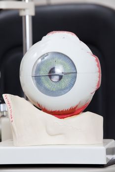 Detail of Medical eye model