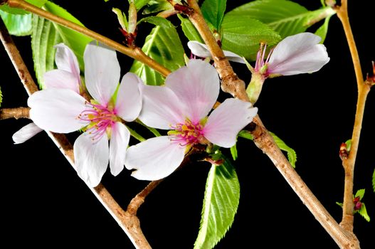 fruit tree flower on black background