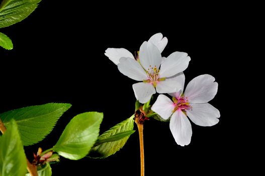 fruit tree flower on black background