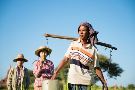 Group of Traditional Asian farmers working in paddy field