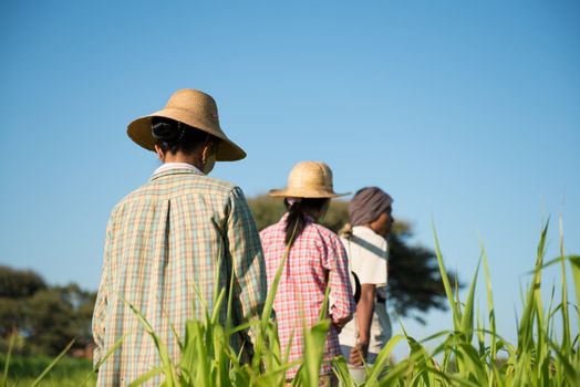 Rear view Group of Traditional Asian farmers working in paddy field
