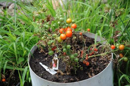 Organic tomato garden with ripe tomatoes.