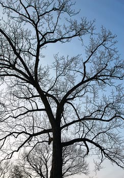 dry tree in winter season with sky background