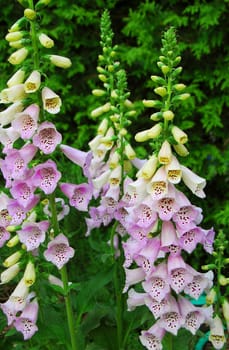 pink white flower in bloom in spring