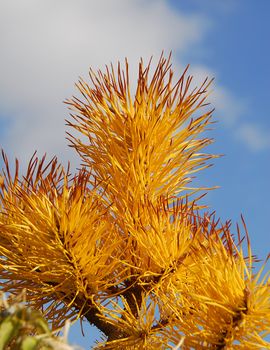 yellow spiny succulent flower in bloom in spring