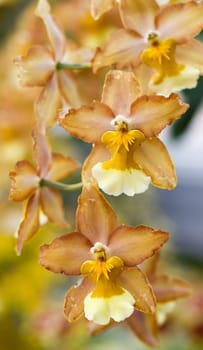 Oncidium Yellow brown Orchid flower in bloom in spring