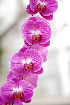 Phalaenopsis Pink white orchid flower in bloom in spring