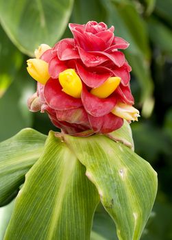 Spiral Ginger Costus comosus yellow red flower in bloom