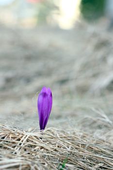 detail of a purple spring flower - crocus sativus