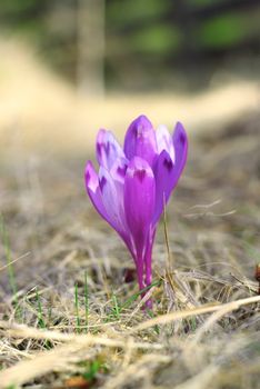 detail of wild spring flower - ( crocus sativus ) - stock photo