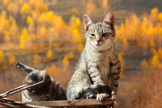 two cats relaxing over golden autumn forest background