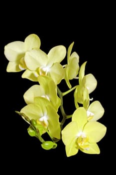 detail of yellow orchid in bloom  over dark background