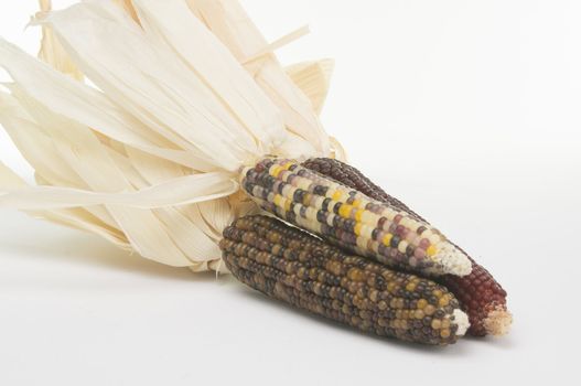 Studio shot of Indian Corn (maize) isoalted on white background with light shadow