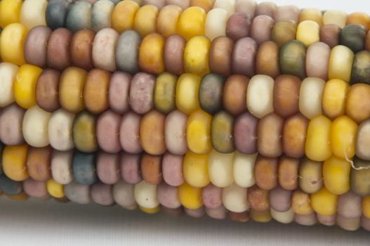 Studio shot of Indian Corn (maize) isoalted on white background with light shadow