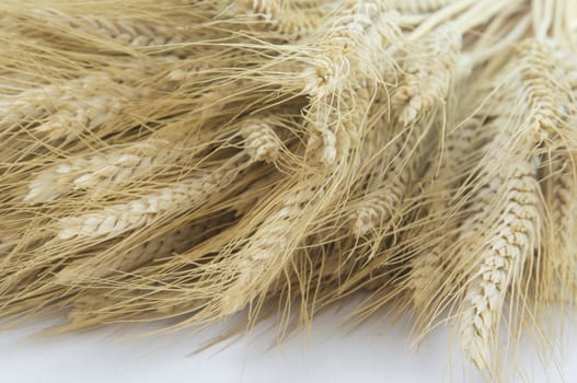 Studio close up shot of bundle of wheat isolated on white background with light shadow