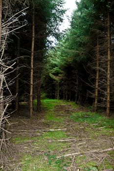 a dark pine forest in county Kerry Ireland