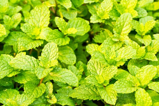 fresh mint in garden