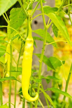 Peppers in the garden