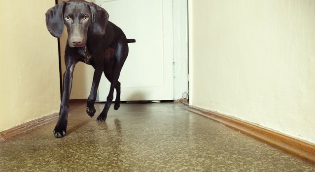 Young Kurzhaar dog running indoors. Natural light and colors