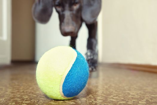 Young dog playing indoors with colorful tennis ball. Natural light and colors. Focus onto the ball