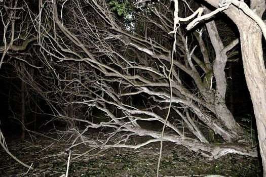 branches of bare trees in a haunting forest in Ireland