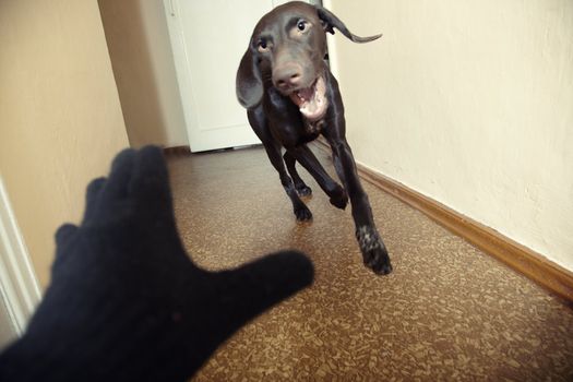 Dog attacking thief in black gloves. Natural light and colors. Motion blur added for dynamics effect