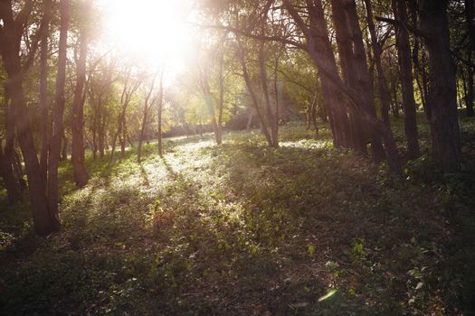 Forest in summer with sunlight penetrating through the trees