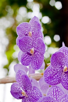 Beautiful orchid