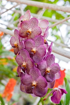 Beautiful orchid