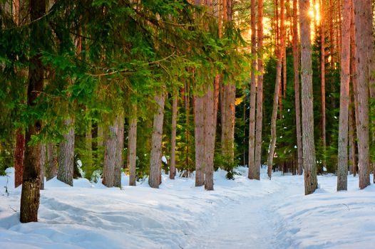 Snowy trail in the winter coniferous forest