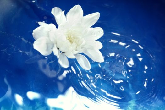 White flower flowing on a blur water. Shallow depth of field added by macro lens for natural view