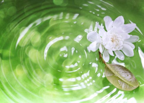 White flower and leaf on a green liquid background with ripples and reflections. Close-up photo. Shallow depth of field added for natural view