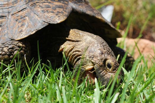 Head of turtle eating grass