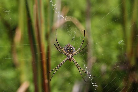 Spider on a spiderweb with green background