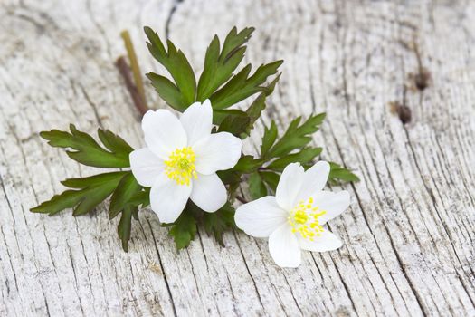 snowdrop Anemone (Anemone sylvestris) 