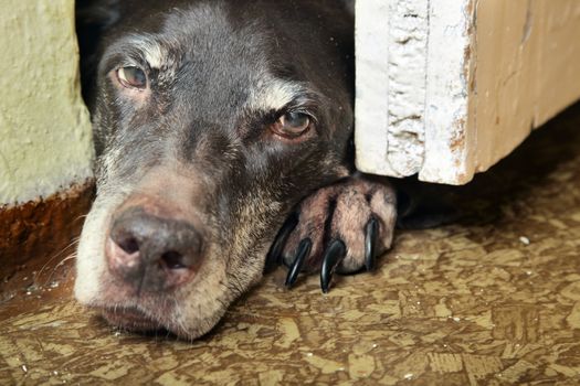 Sad tired dog laying indoors. Horizontal close-up photo