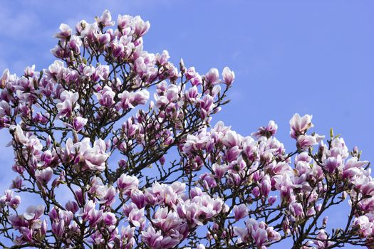 blooming magnolia tree