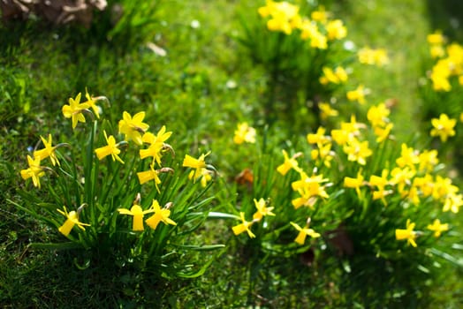 Spring flowers: Yellow daffodils and daisies