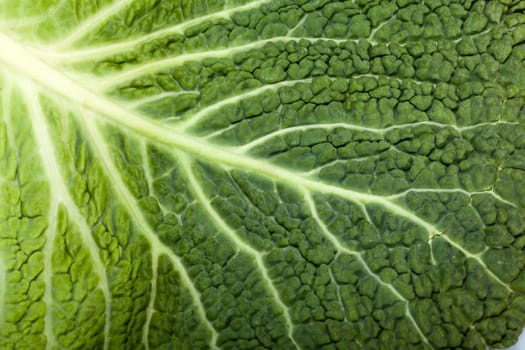 fresh savoy cabbage leaf as a texture 