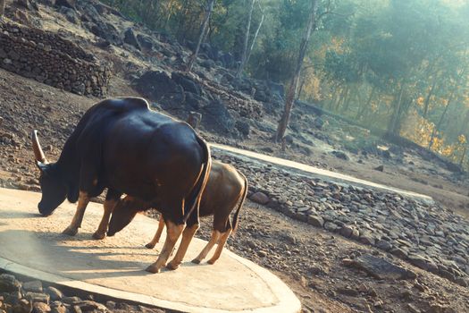 Two buffalo cows in natural reserve. Mother and child